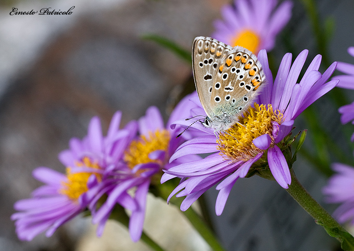 da identificare - Polyommatus (Meleageria) bellargus